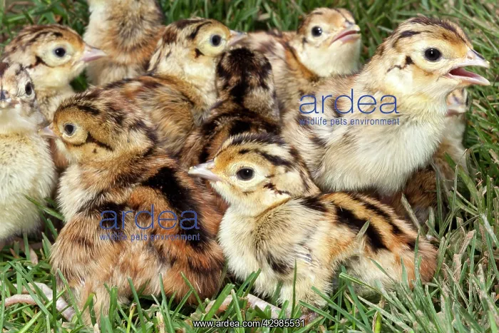 : Common Pheasant : Common Pheasant