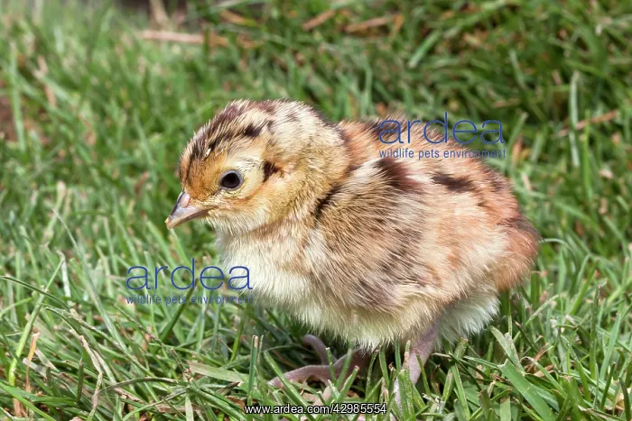 : Common Pheasant : Common Pheasant