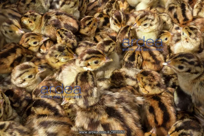 : Common Pheasant : Common Pheasant