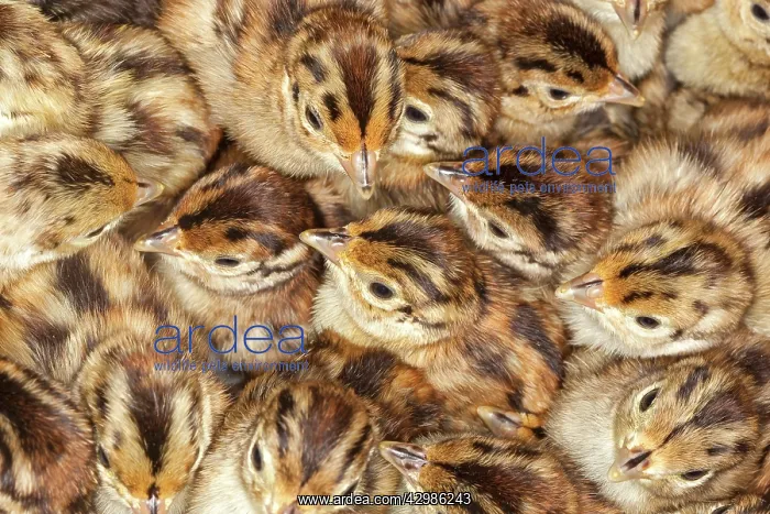 : Common Pheasant : Common Pheasant