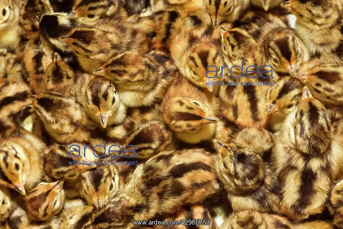 : Common Pheasant : Common Pheasant