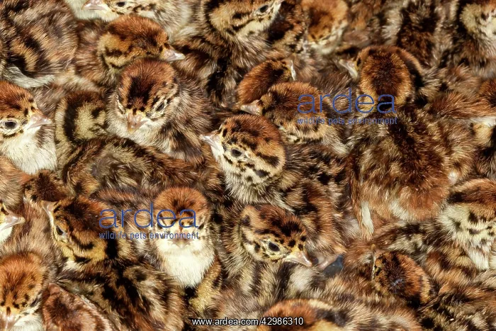 : Common Pheasant : Common Pheasant