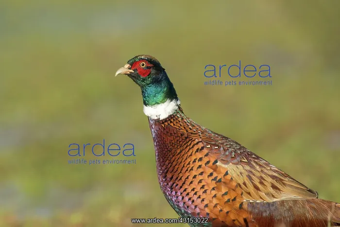 : Common Pheasant : Common Pheasant