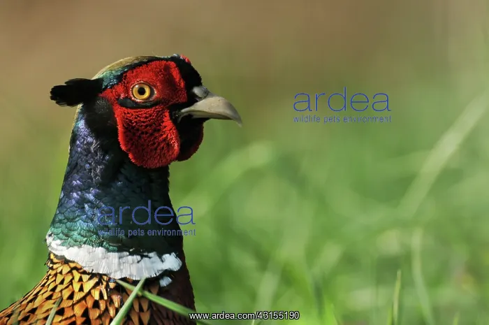 : Common Pheasant : Common Pheasant