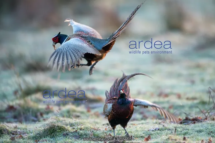  : Common Pheasant
