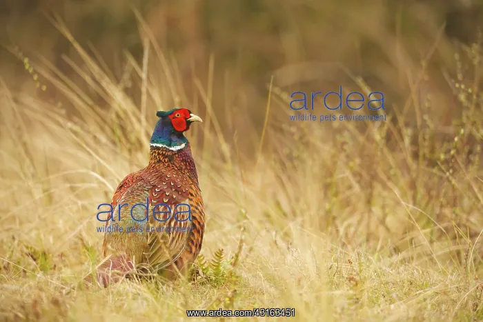  : Common Pheasant