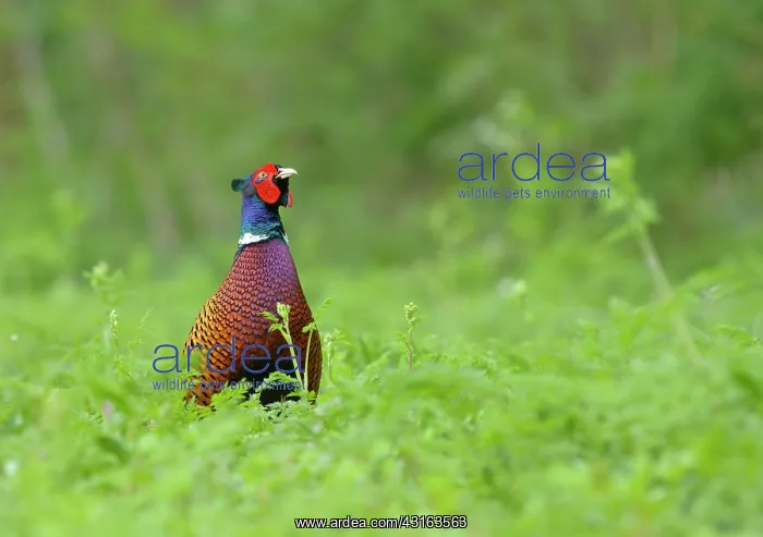 : Common Pheasant : Common Pheasant