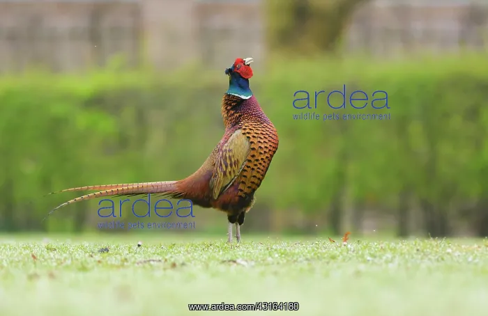 : Common Pheasant : Common Pheasant
