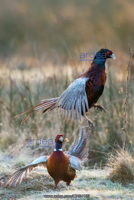 : Common Pheasant : Common Pheasant