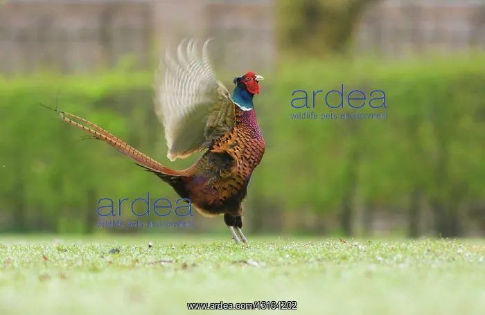 : Common Pheasant : Common Pheasant
