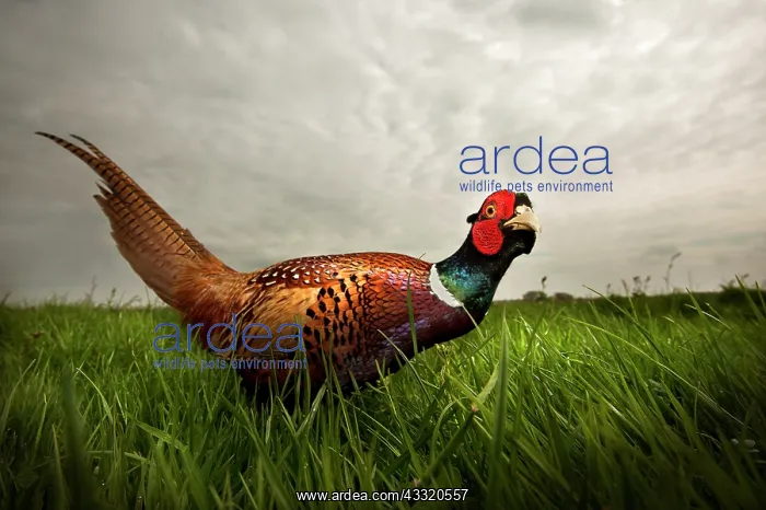 : Common Pheasant : Common Pheasant