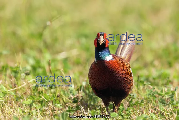 : COMMON PHEASANT : COMMON PHEASANT