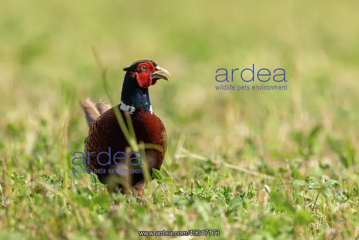 : COMMON PHEASANT : COMMON PHEASANT