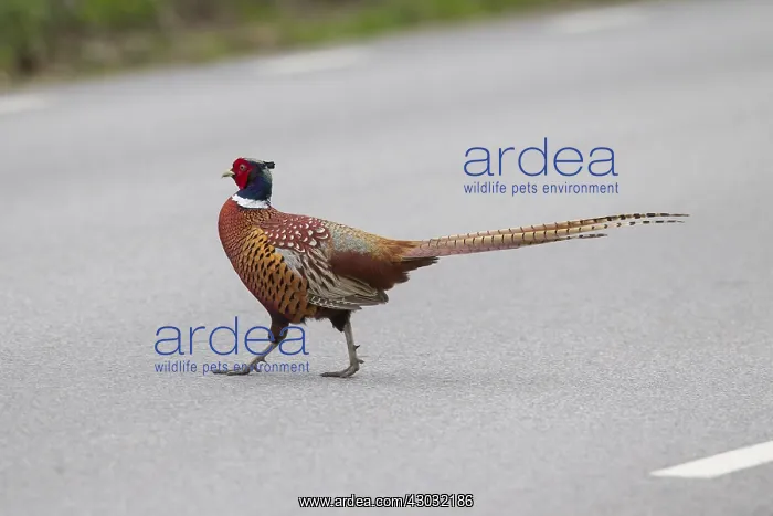 : Common Pheasant - adult cock crossing road - Germany : Common Pheasant - adult cock crossing road - Germany