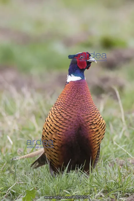  : Common Pheasant - adult cock - Germany