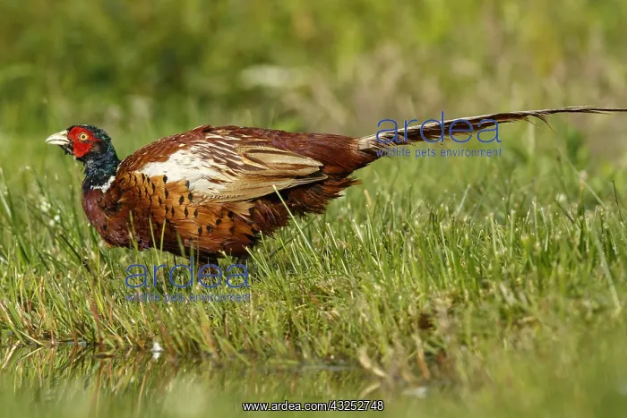 : Common Pheasant - adult male on lake shore - Sctoland : Common Pheasant - adult male on lake shore - Sctoland