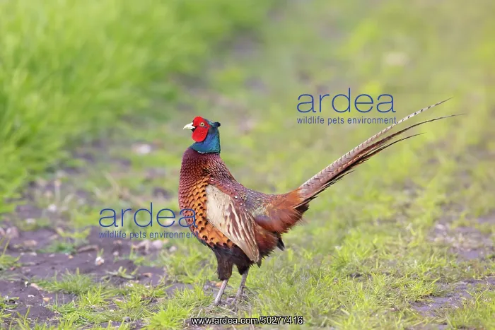 : Common Pheasant cock : Common Pheasant cock