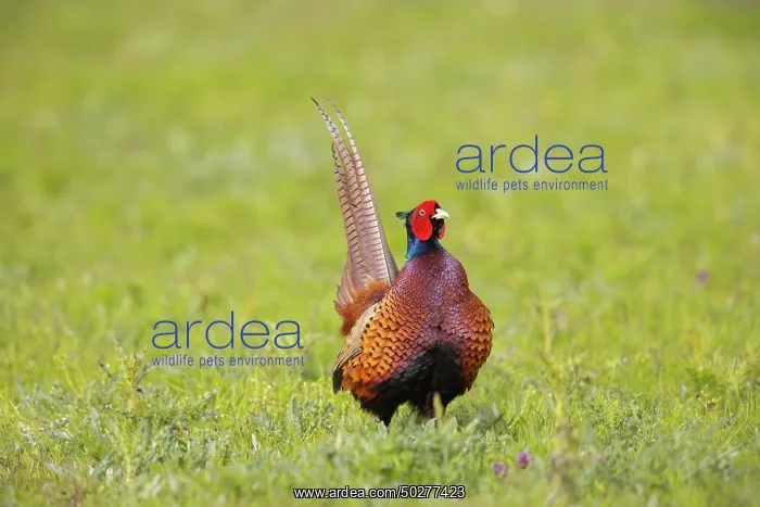 : Common Pheasant cock : Common Pheasant cock