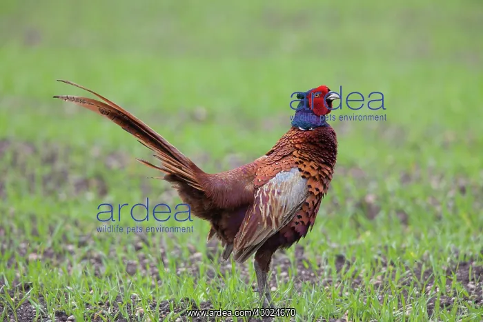 : Common Pheasant cock Common / Ring-necked Pheasant cock : Common Pheasant cock Common / Ring-necked Pheasant cock