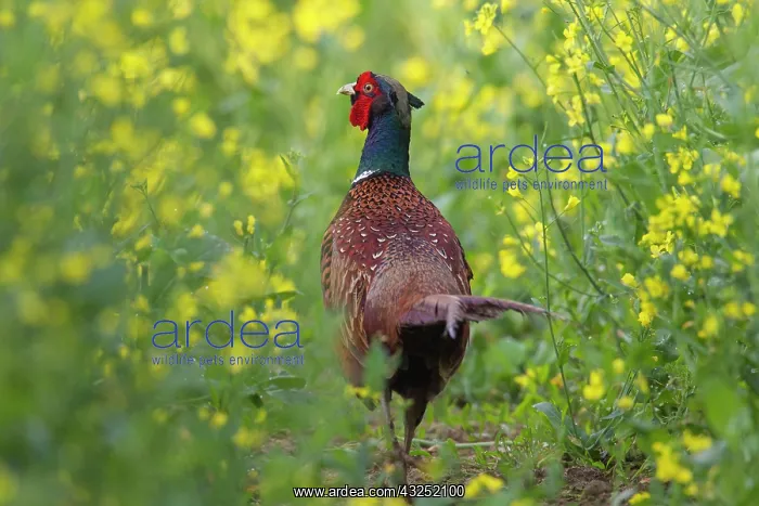 : Common Pheasant cock Common / Ring-necked Pheasant cock : Common Pheasant cock Common / Ring-necked Pheasant cock