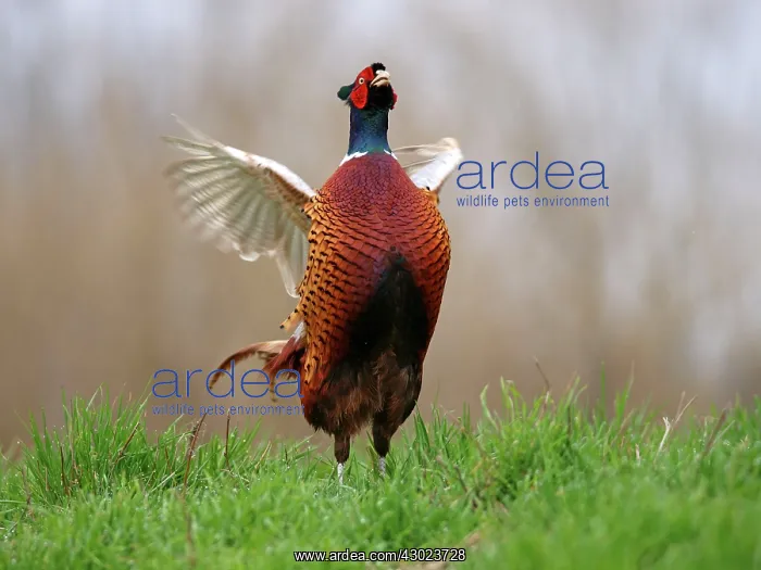 : Common Pheasant cock displaying in mating season : Common Pheasant cock displaying in mating season