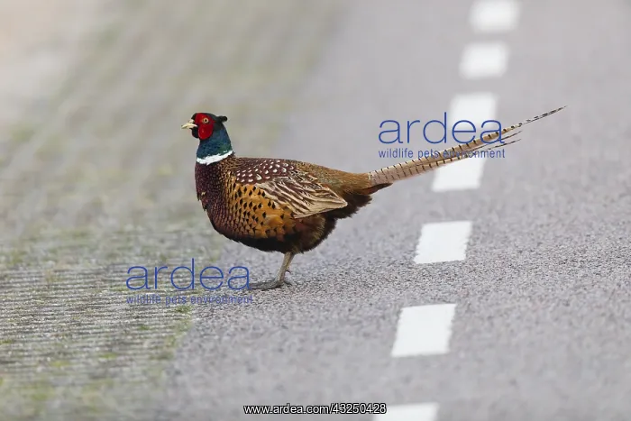 : Common Pheasant - Cock walking across road, Island : Common Pheasant - Cock walking across road, Island