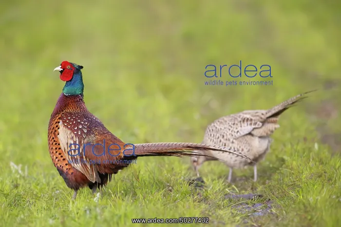  : Common Pheasant display