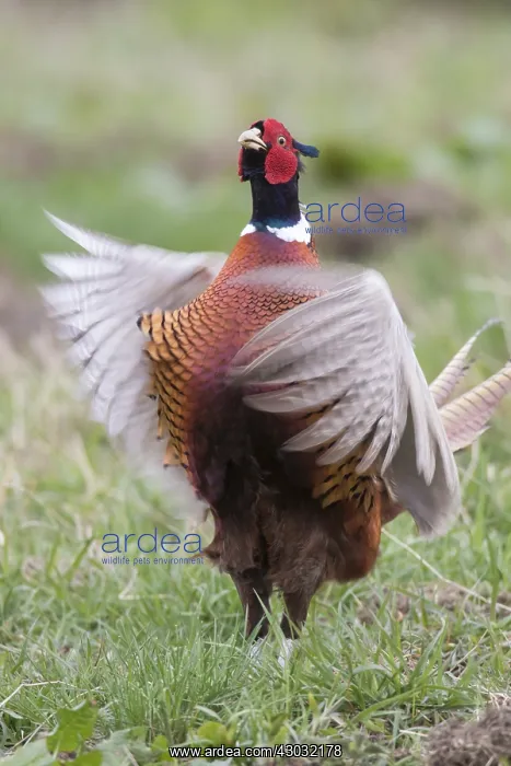 : Common Pheasant - displaying cock flapping its wings : Common Pheasant - displaying cock flapping its wings