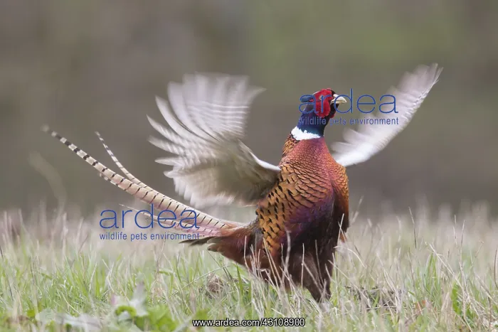 : Common Pheasant - displaying cock flapping its wings : Common Pheasant - displaying cock flapping its wings