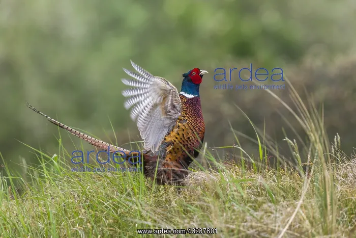 : Common Pheasant - flapping its wings and displaying : Common Pheasant - flapping its wings and displaying