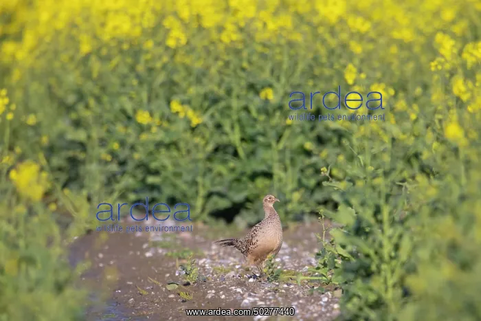 : Common Pheasant hen : Common Pheasant hen