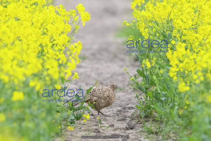  : Common Pheasant hen