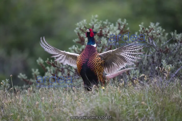 : Common Pheasant - male displaying by flapping its : Common Pheasant - male displaying by flapping its