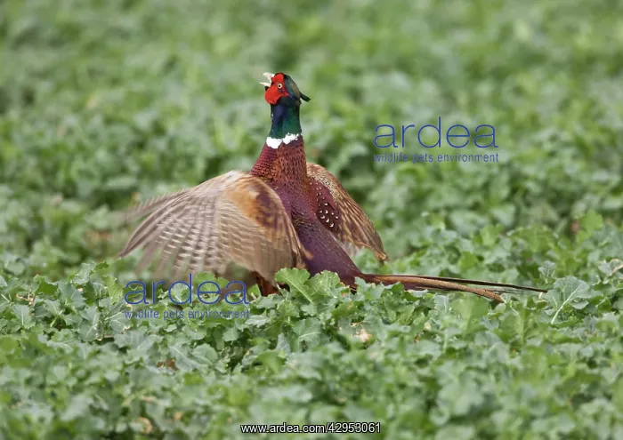 : Common Pheasant - male displaying on territory : Common Pheasant - male displaying on territory