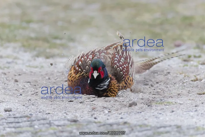 : Common Pheasant - male taking a dust bath, Island : Common Pheasant - male taking a dust bath, Island