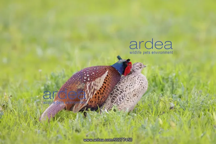 : Common Pheasant mating : Common Pheasant mating