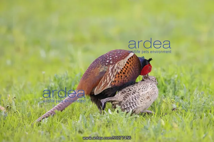 : Common Pheasant mating : Common Pheasant mating