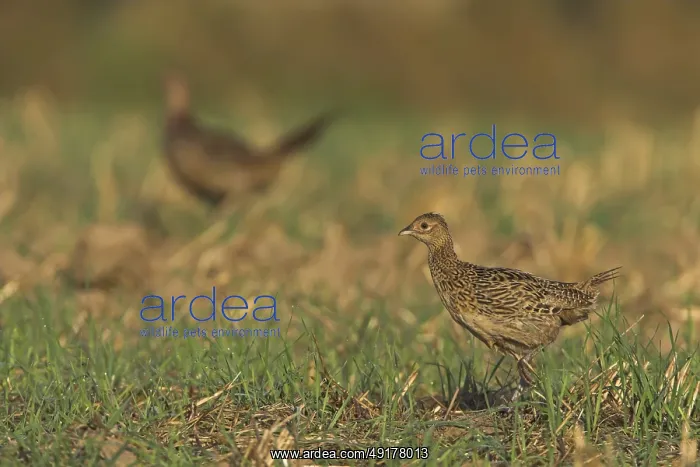  : Common Pheasant (Phasianus colchicus)