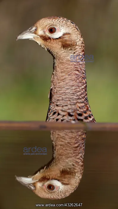 : Common Pheasant (Phasianus colchicus) adult female : Common Pheasant (Phasianus colchicus) adult female