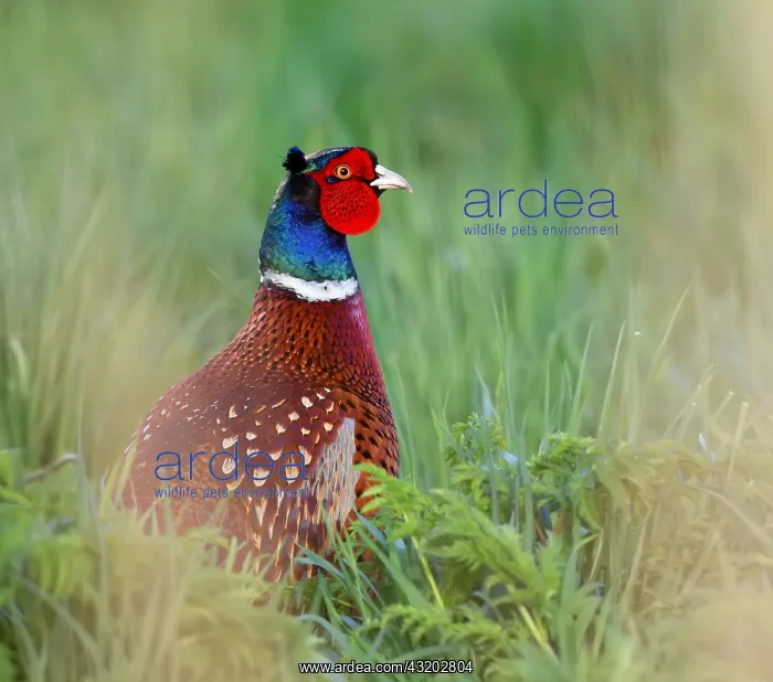 : Common Pheasant (Phasianus colchicus) adult mal : Common Pheasant (Phasianus colchicus) adult mal