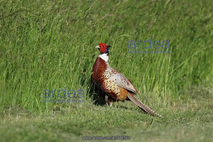 : Common Pheasant ( Phasianus colchicus ) male displaying : Common Pheasant ( Phasianus colchicus ) male displaying
