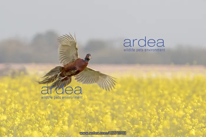 : Common Pheasant (Phasianus colchicus), male in flight : Common Pheasant (Phasianus colchicus), male in flight