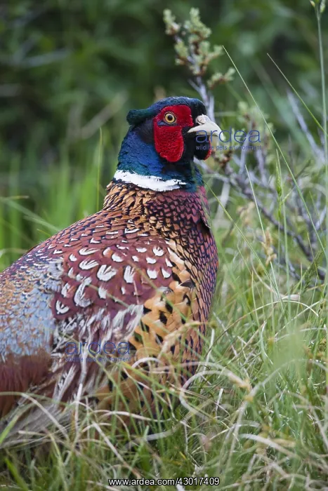 : Common Pheasant - portrait of male, Island of Texel : Common Pheasant - portrait of male, Island of Texel