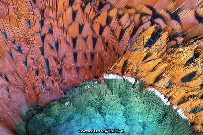 : Common Pheasant, Ring-necked Pheasant - detail of : Common Pheasant, Ring-necked Pheasant - detail of