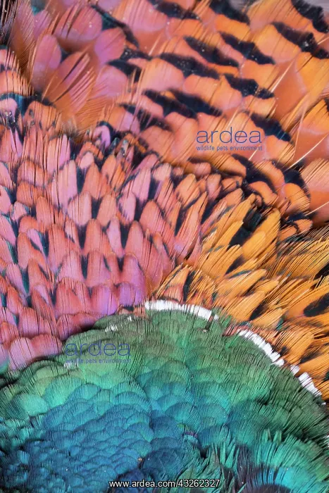 : Common Pheasant, Ring-necked Pheasant - detail of : Common Pheasant, Ring-necked Pheasant - detail of