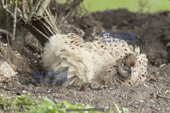 : Common Pheasant / Ring-necked Pheasant - hen taking : Common Pheasant / Ring-necked Pheasant - hen taking