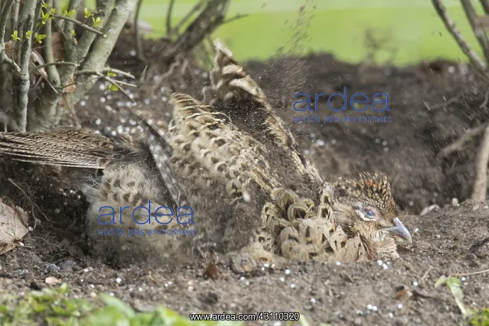 : Common Pheasant / Ring-necked Pheasant - hen taking : Common Pheasant / Ring-necked Pheasant - hen taking