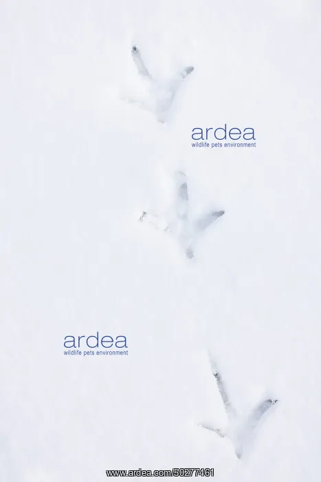: Common Pheasant track : Common Pheasant track