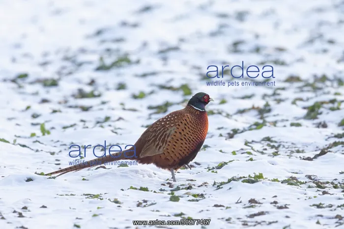: Common Pheasant Winter : Common Pheasant Winter