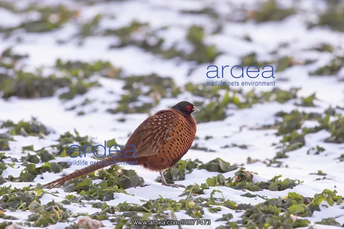 : Common Pheasant Winter : Common Pheasant Winter